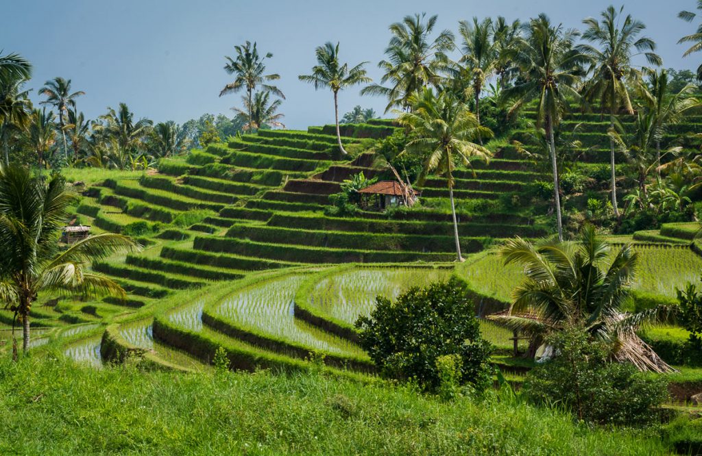 risaie a terrazza a bali