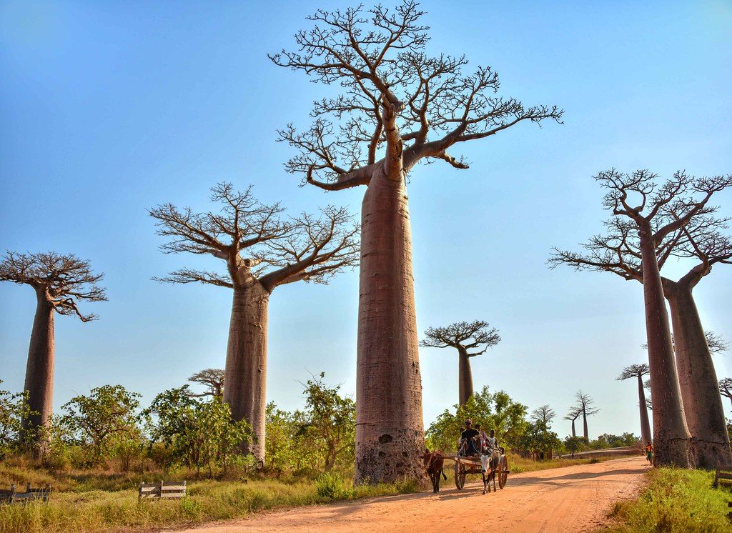 vicolo dei baobab madagascar