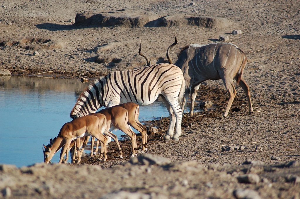 etosha namibia