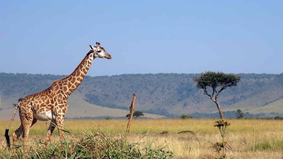 maasai mara kenya