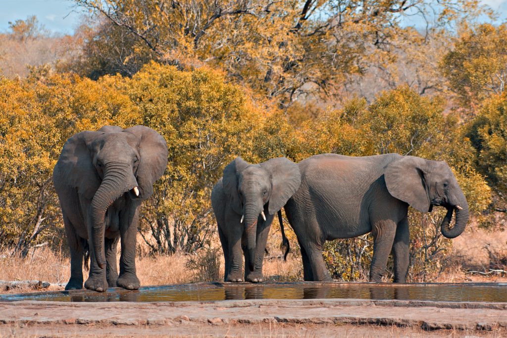 parco safari sud africa