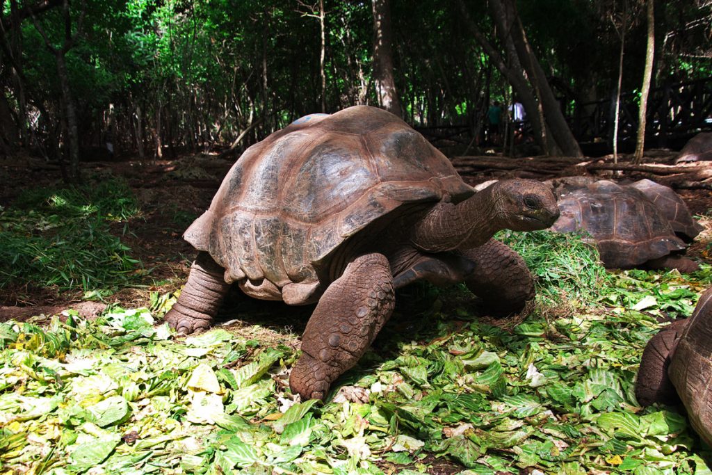 tartarughe giganti alla prison island