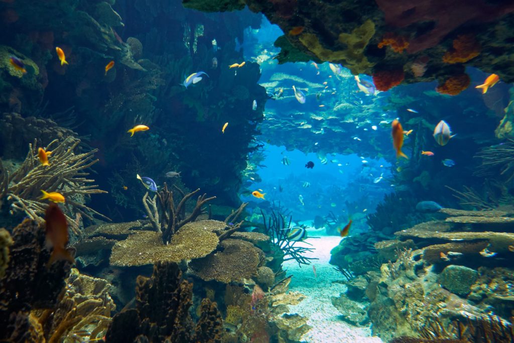 acquario lisbona