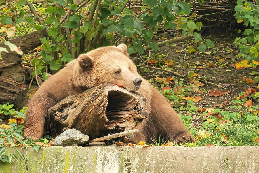 orso al baren park di berna