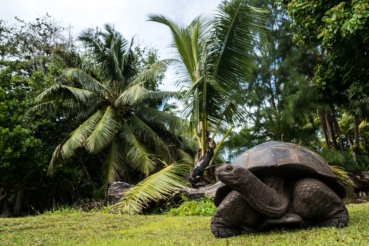 tartaruga gigante alle seychelles