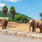 Lo Zoo di Fasano: un viaggio alla scoperta della fauna mondiale