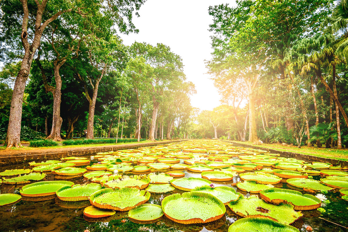 giardini botanici di Pamplemousses