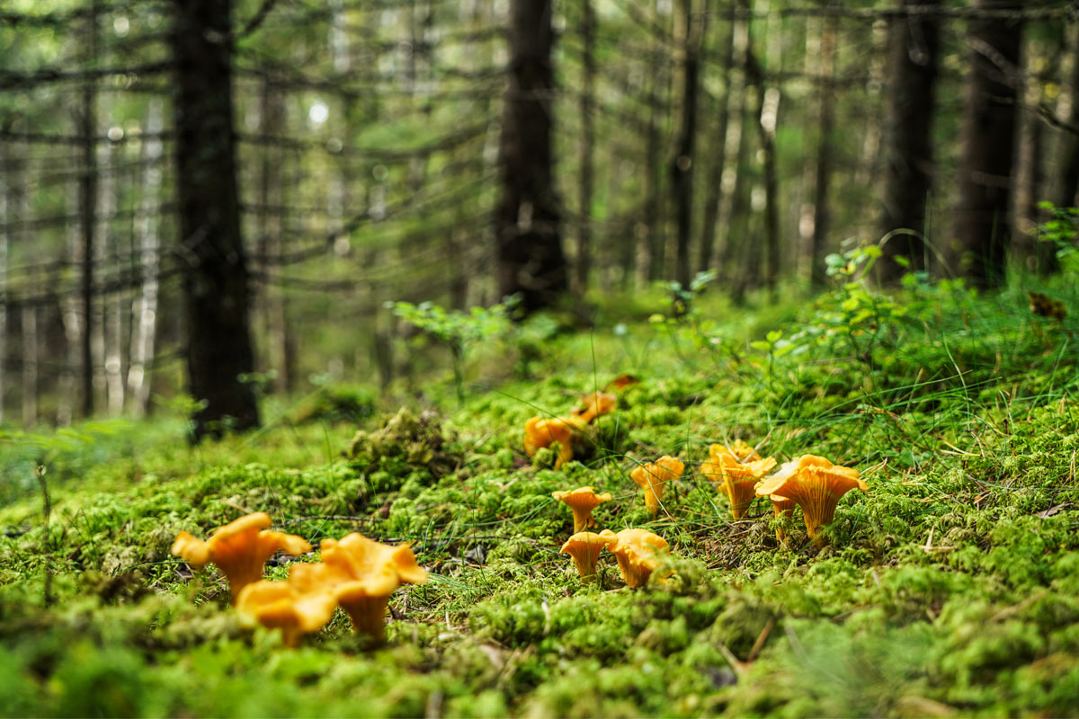 bosco con funghi