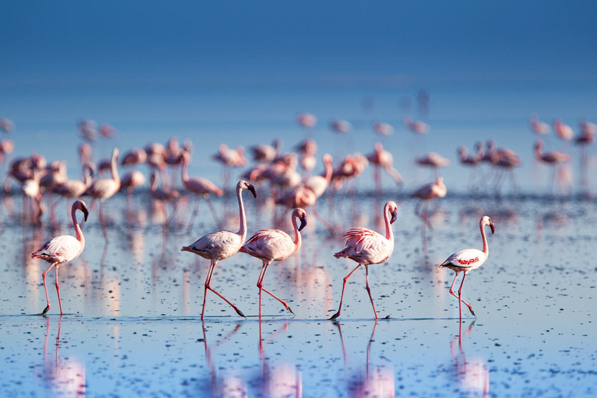 fenicotteri rosa al lago natron