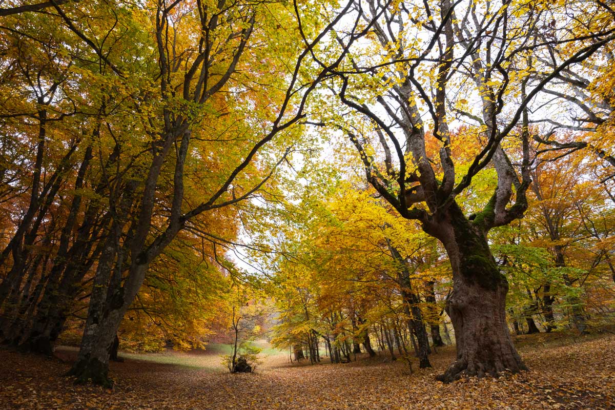 Bosco di Sant'Antonio a Pescocostanzo