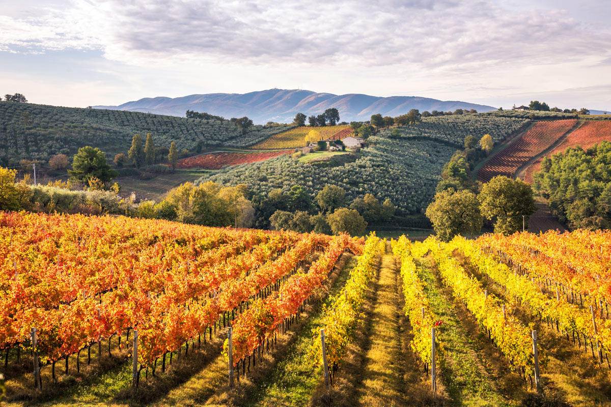 campagne di Montefalco in Umbria