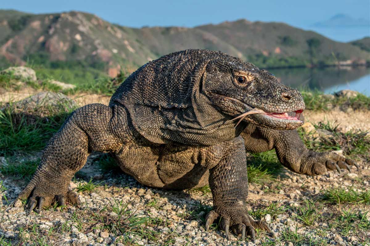 drago di Komodo