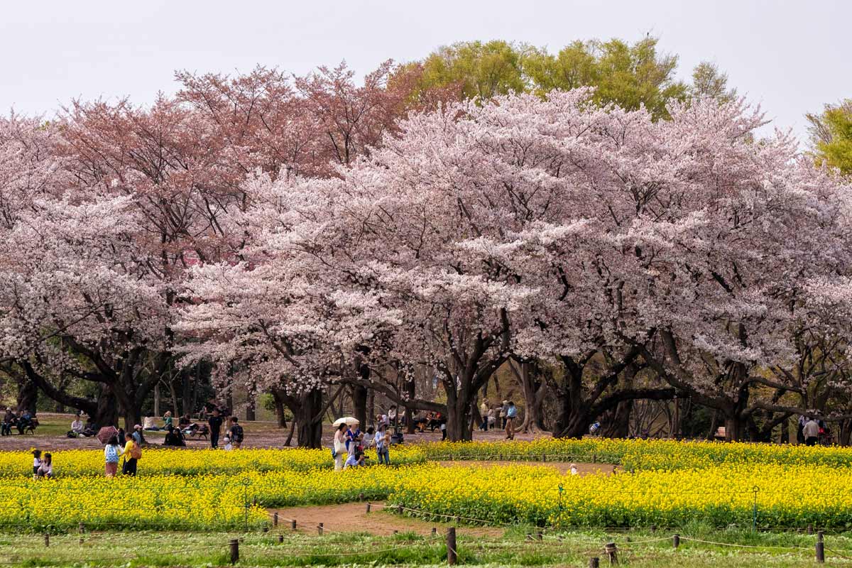 Hanami a Tokyo