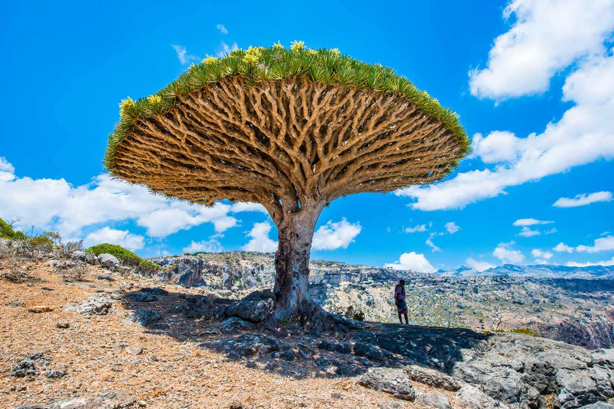 isola di Socotra