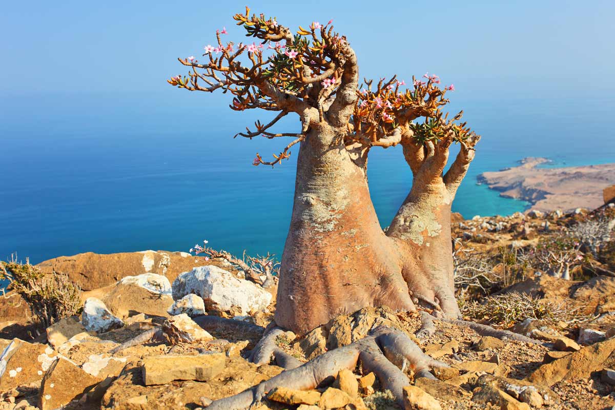 isola di Socotra