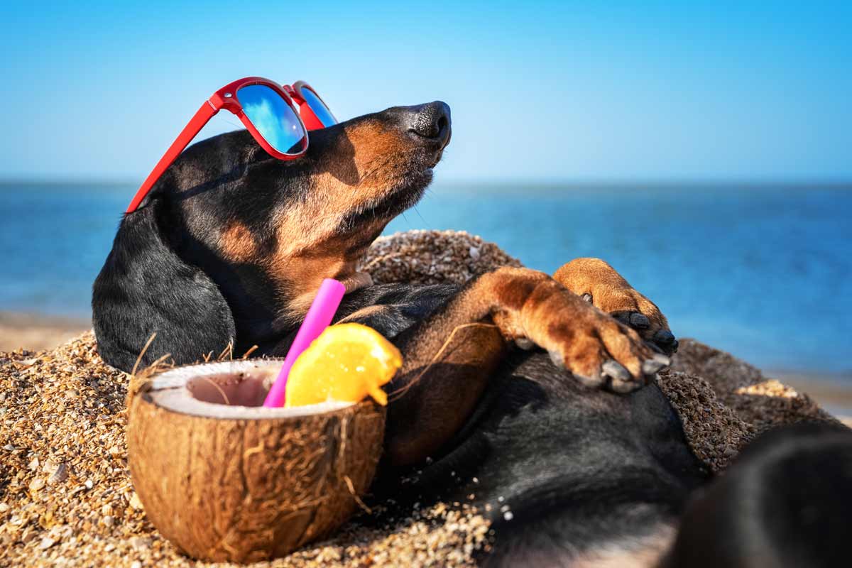 cane in spiaggia