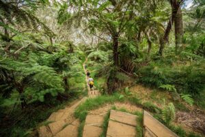 foresta sull'isola Reunion