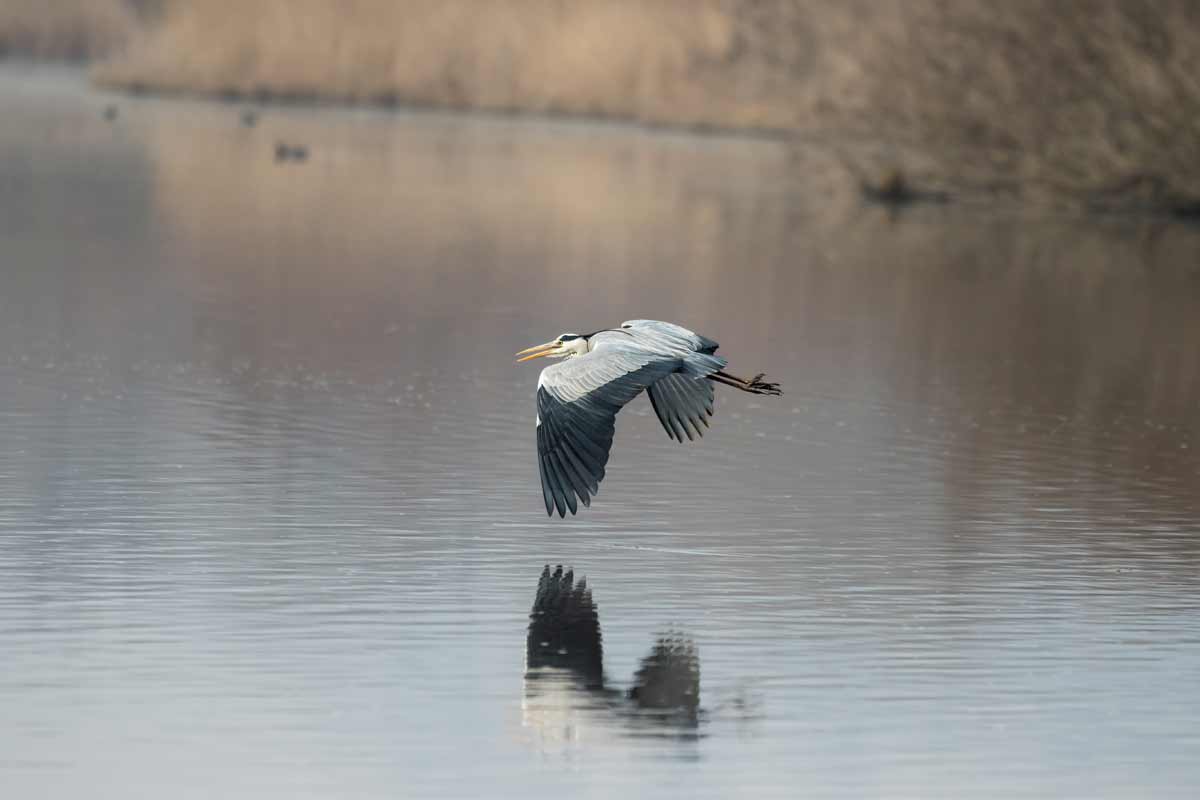 airone sul lago di Alviano