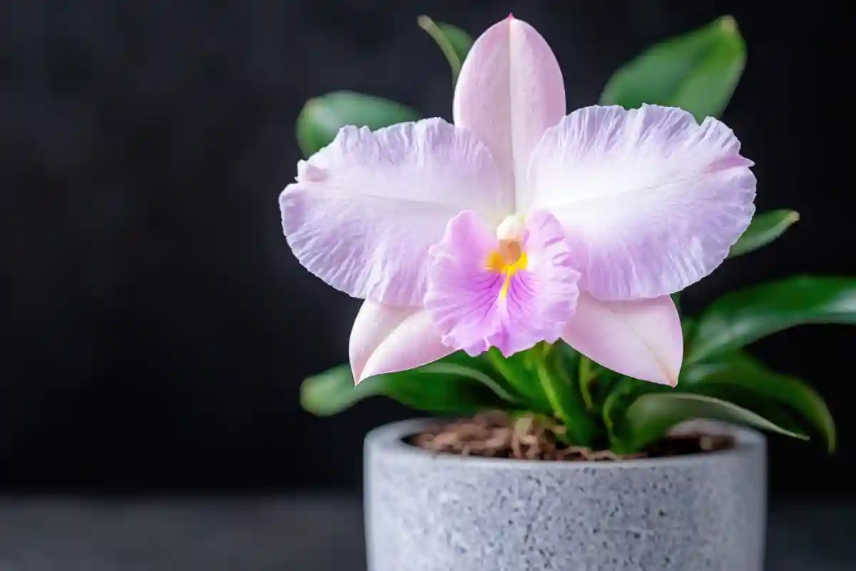 orchidea Cattleya