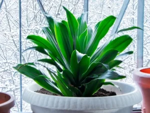 Aspidistra in vaso sul balcone