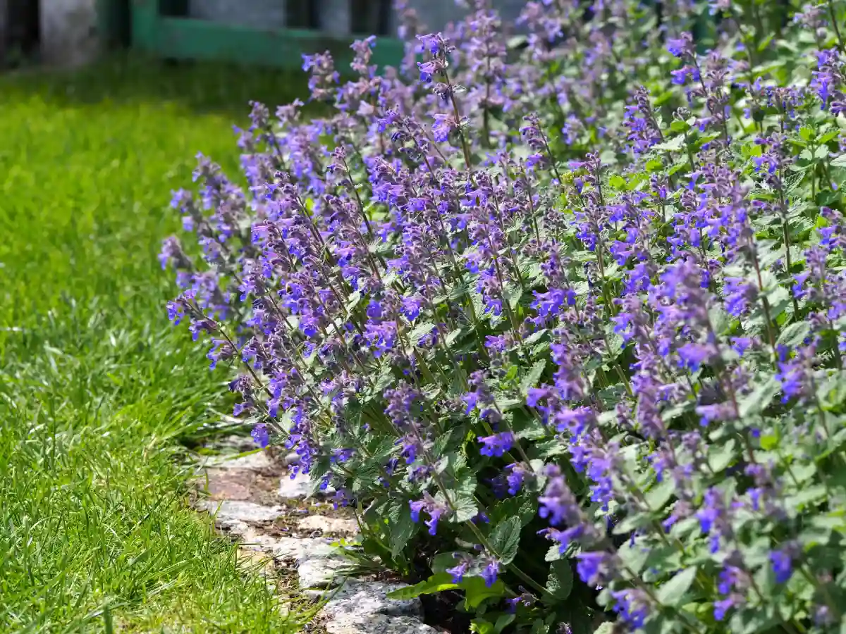 Nepeta faassenii