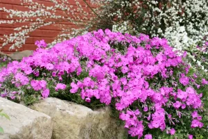 Phlox Subulata