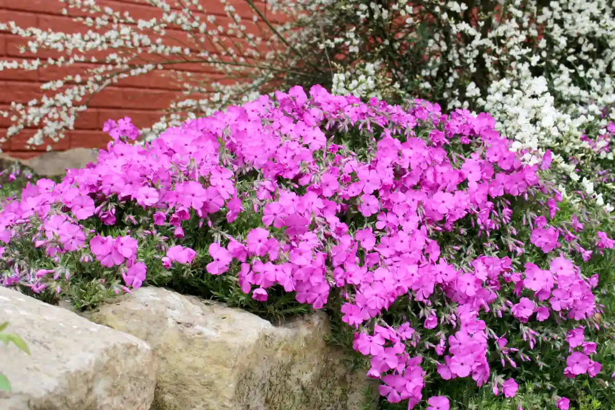 Phlox Subulata