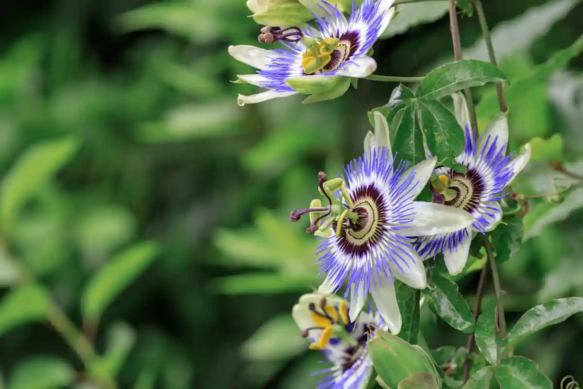 passiflora