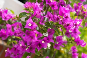 Bougainvillea