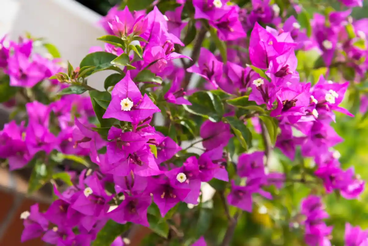Bougainvillea