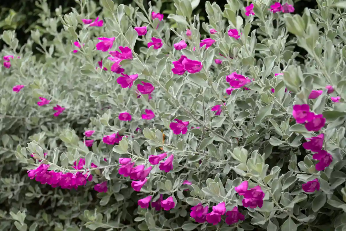 Eremophila nivea o pianta delle coccole