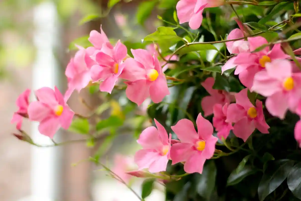 fiori rosa di Mandevilla