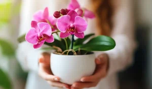 donna regge un'orchidea rosa in vaso nelle mani