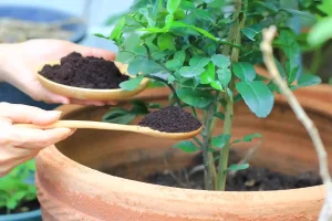 fondo di caffè come fertizzante