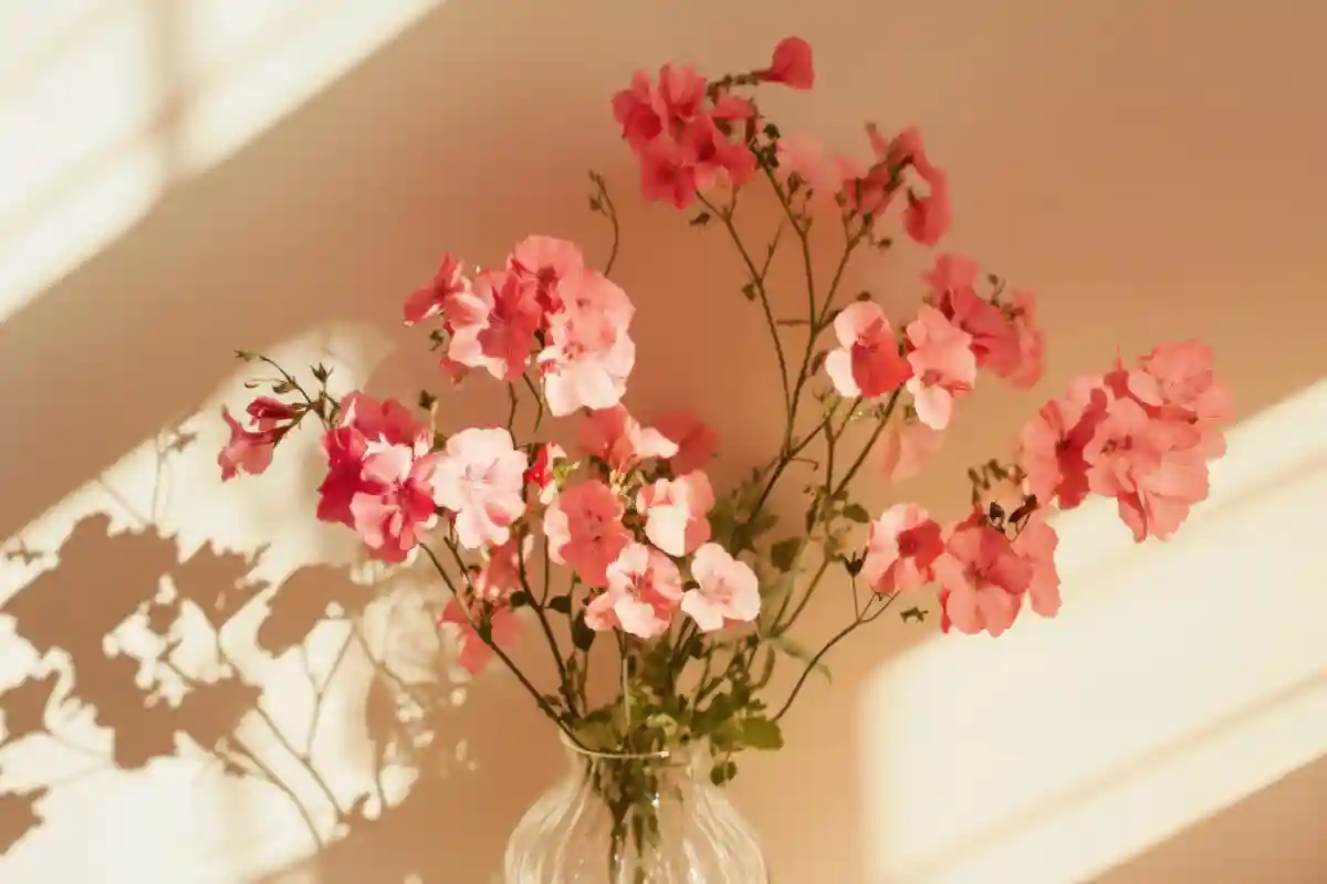 gerani rosa in vaso di vetro