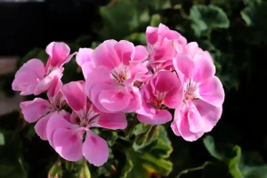 gerani rosa in giardino
