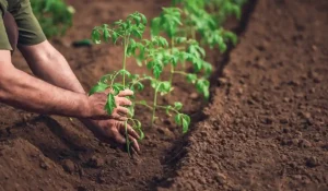 uomo che pianta pomodori nell'orto