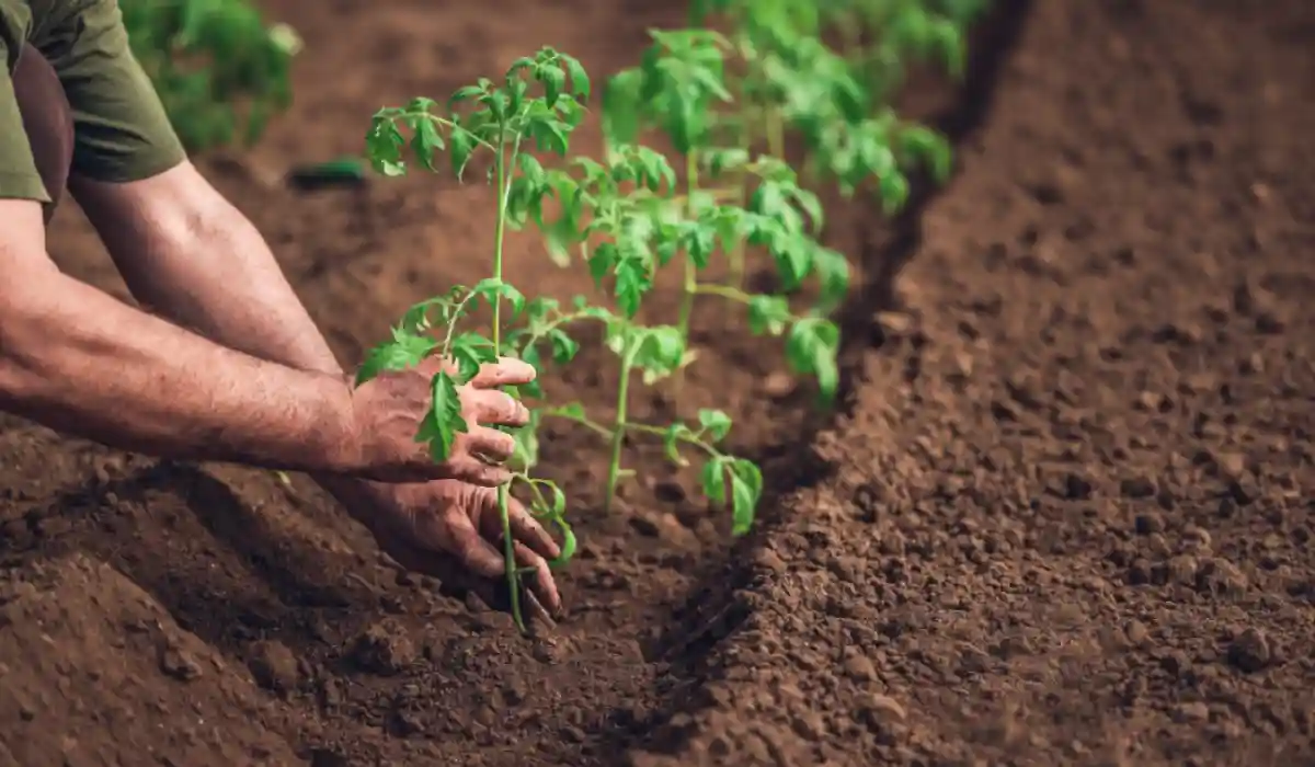 uomo che pianta pomodori nell'orto
