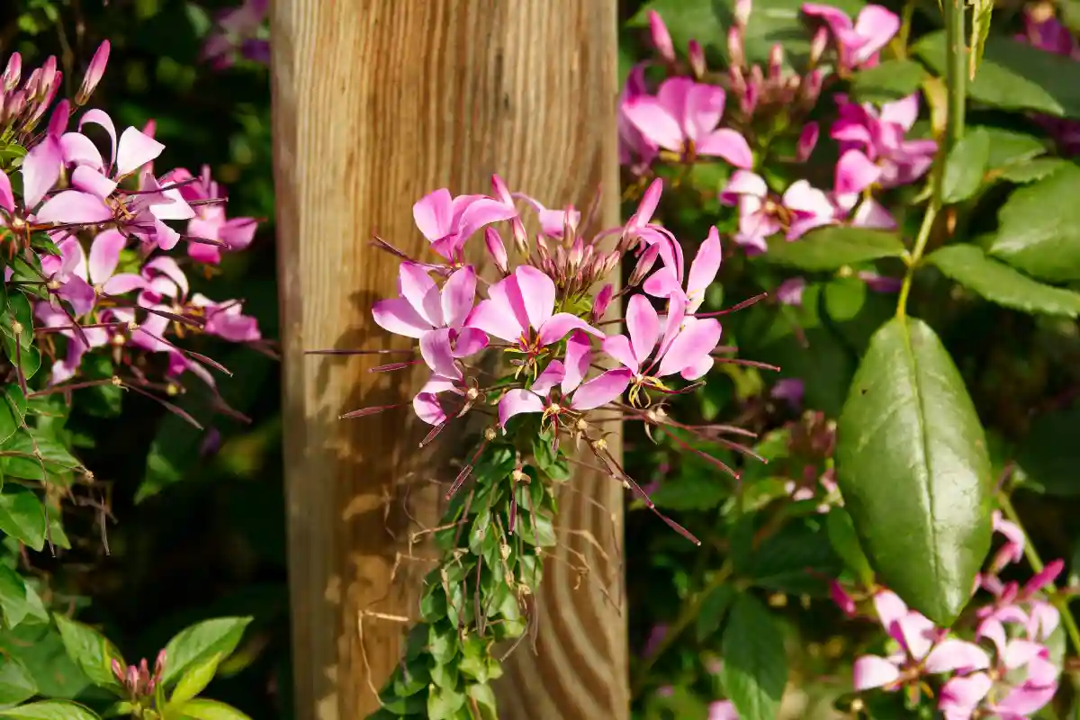Cleome spinosa