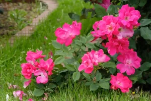 rose Knock out in giardino