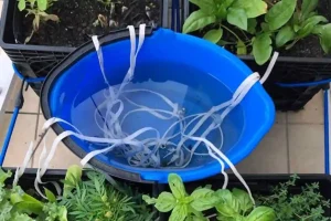 irrigazione a corda per le piante in vaso