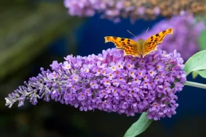 pianta Buddleja davidii