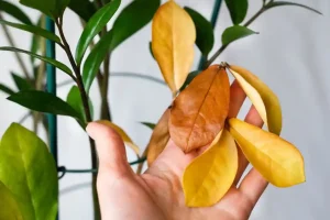 zamioculcas con foglie gialle