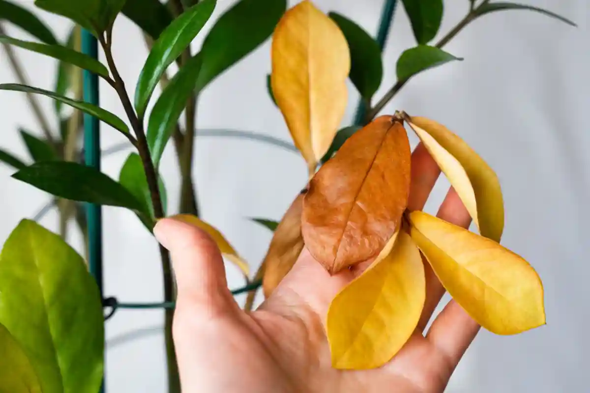 zamioculcas con foglie gialle