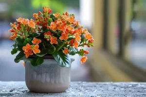 Kalanchoe blossfeldiana in vaso