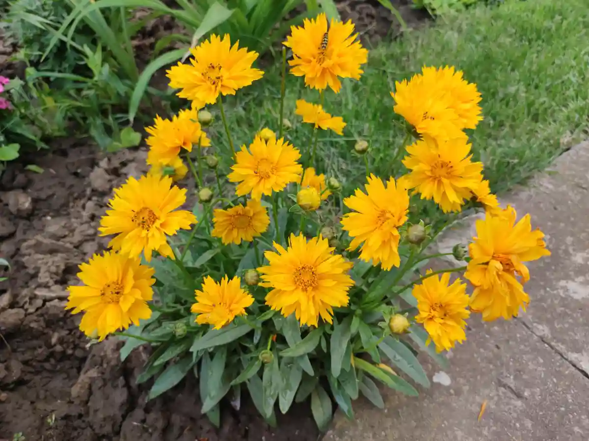 Coreopsis