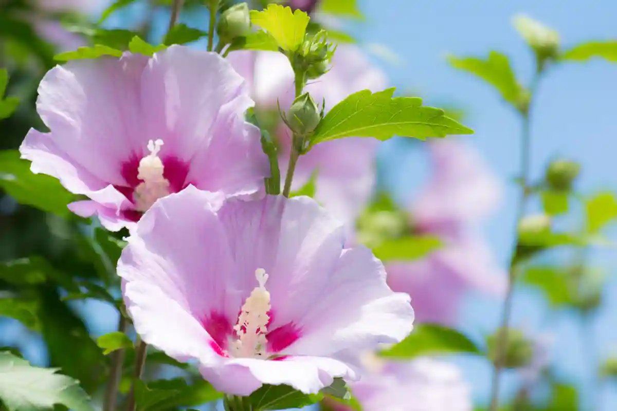 Hibiscus syriacus